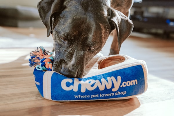 Pet Products web design and digital marketing